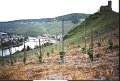 bernakstel8